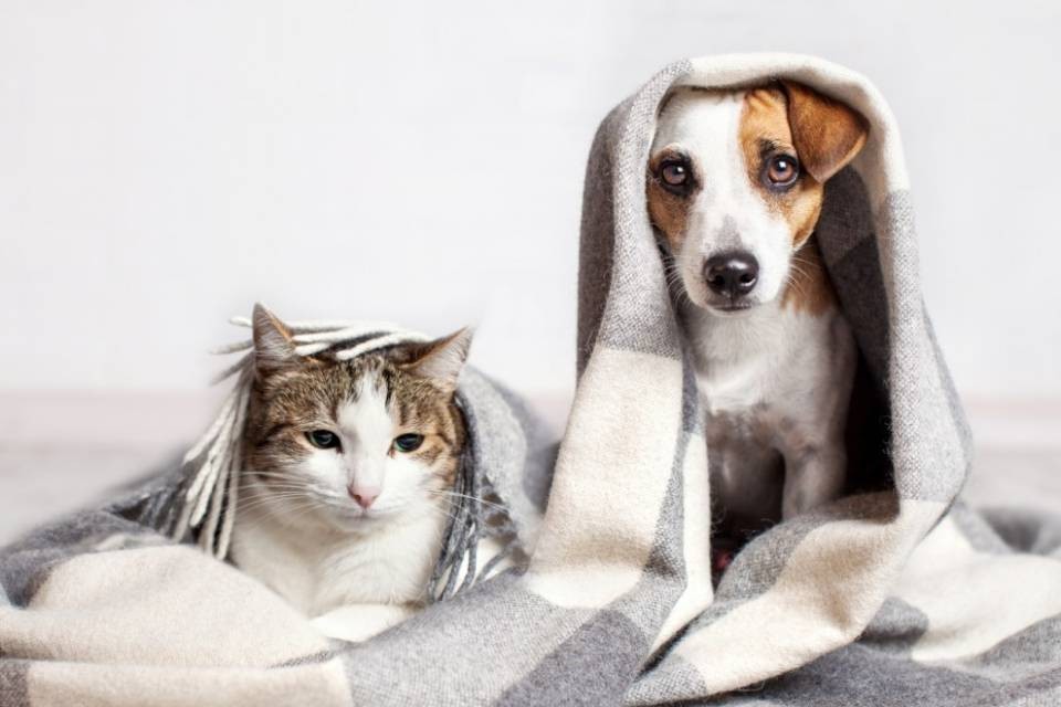 Cani e gatti, come proteggerli dai botti di Capodanno