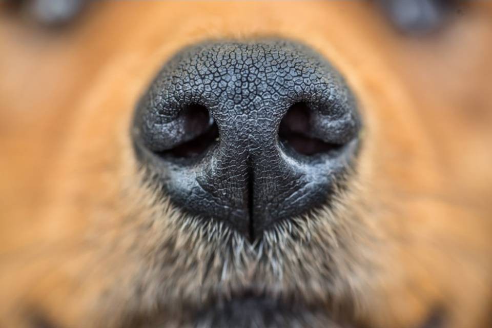 L'olfatto dei cani può riconoscere il tumore al seno?
