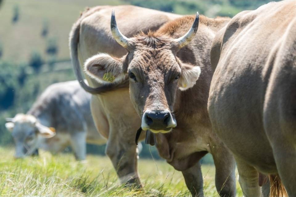 Mucche bloccate in coda al Gottardo