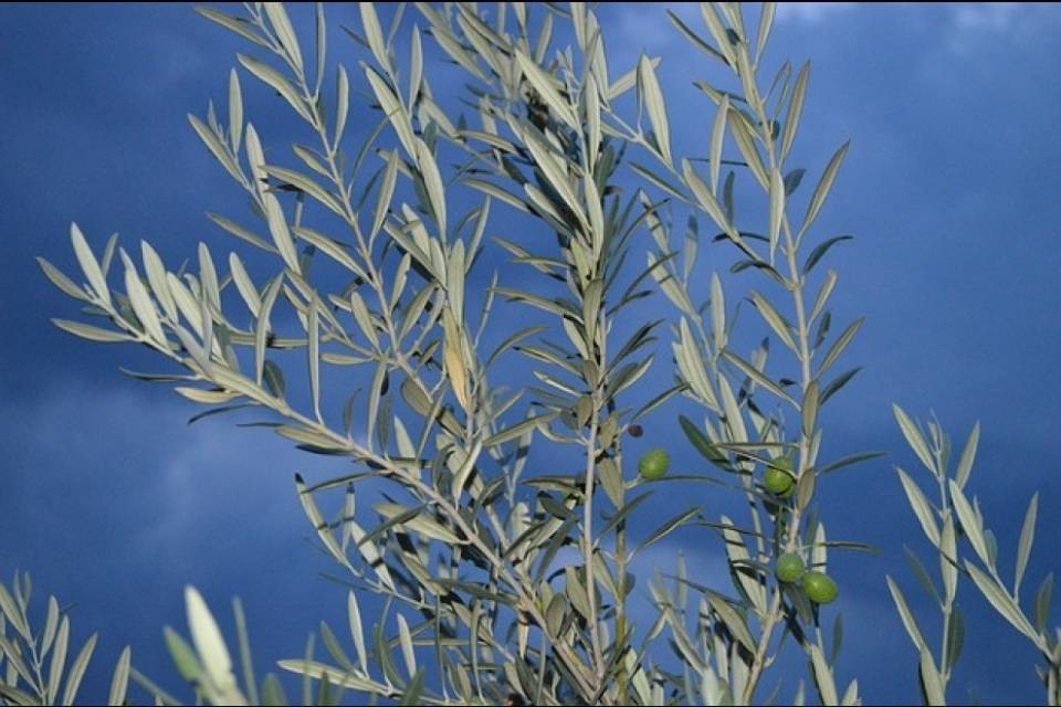 Raccolti 650 chili di olive