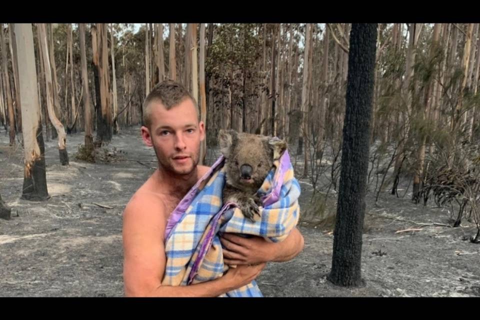 Soccorso a koala e canguri in Australia e in Ticino