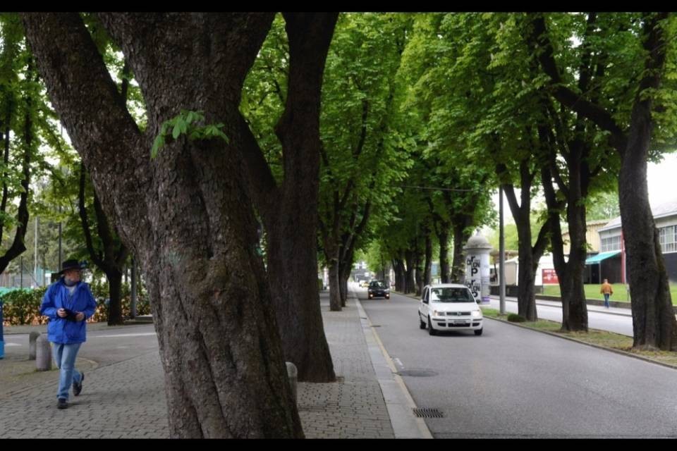 Addio agli ippocastani di Viale Castagnola