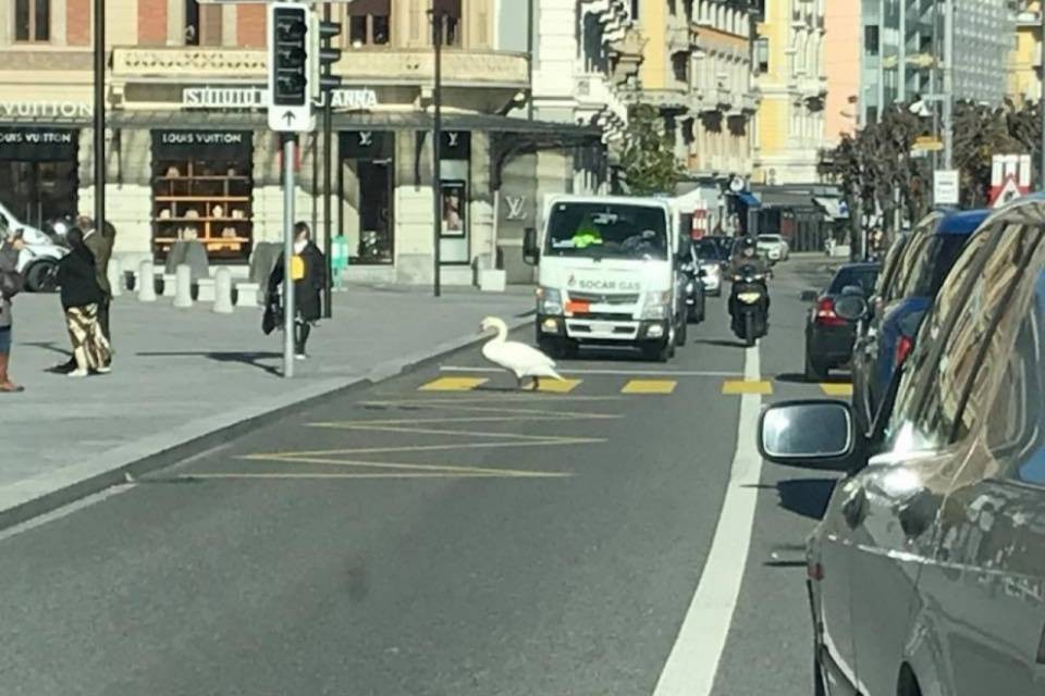 Lugano: il cigno educato attraversa sulle strisce...