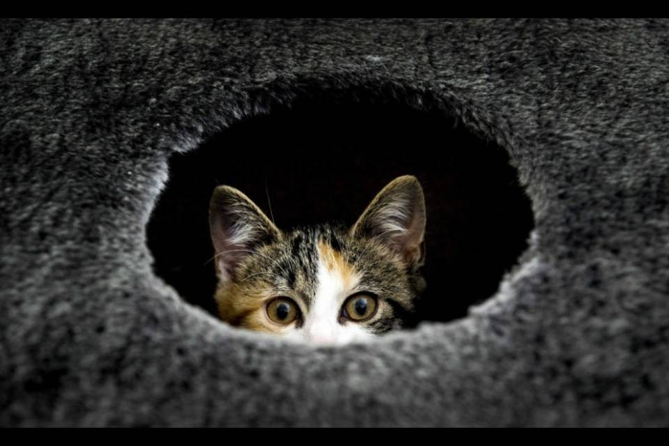 Gatto decapitato a Caslano