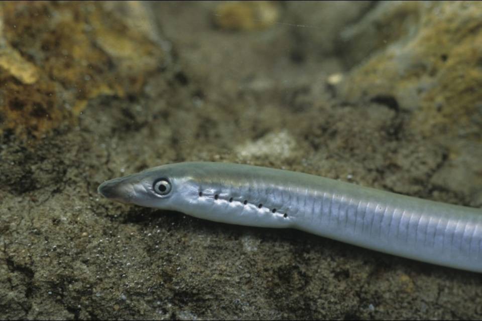 Ecco il pesce dell'anno 2017