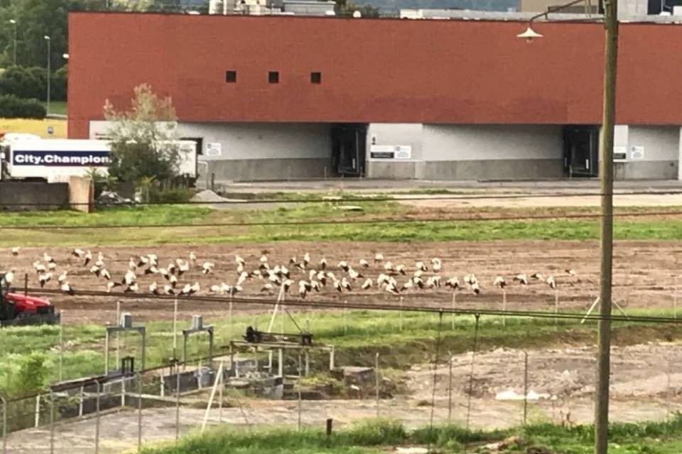 "Uno stormo record è passato dal Ticino"