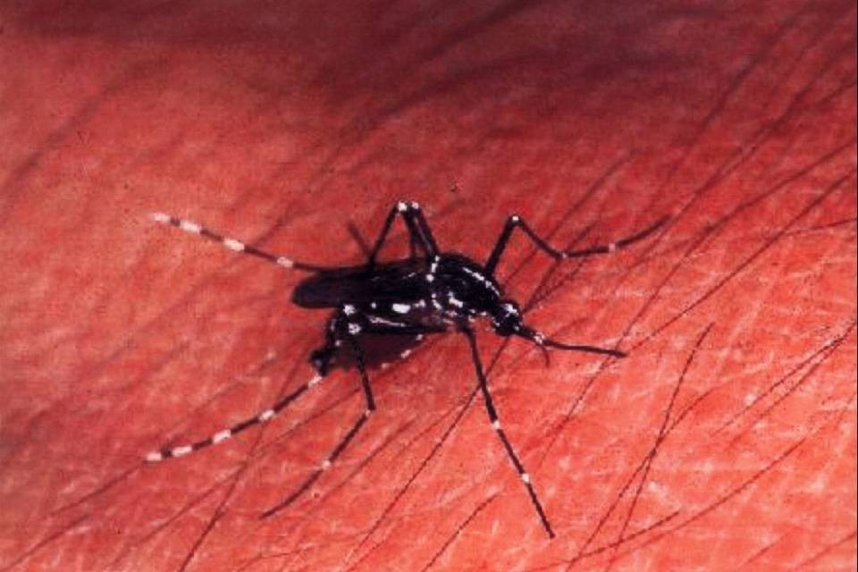 "Sì, la zanzara tigre è inarrestabile"