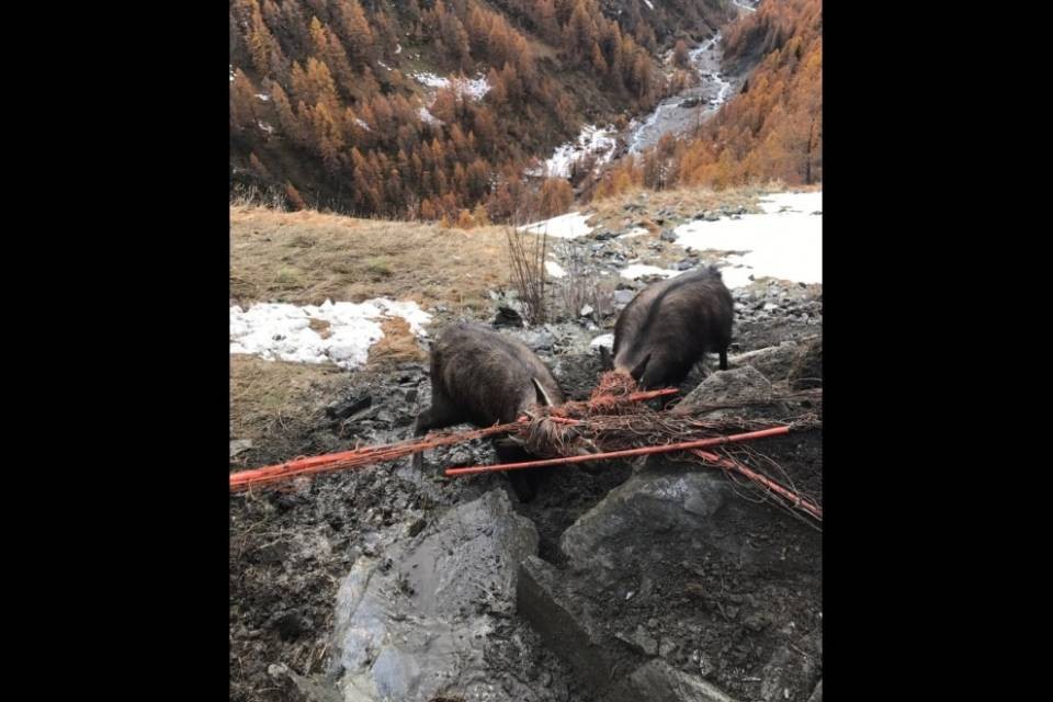 Le Flexinet sono "una trappola mortale per gli animali"