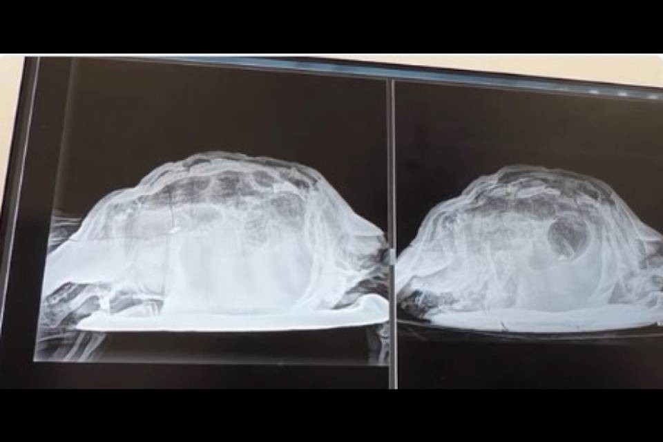 Ha forti dolori allo stomaco, le trovano una tartaruga morta nella vagina