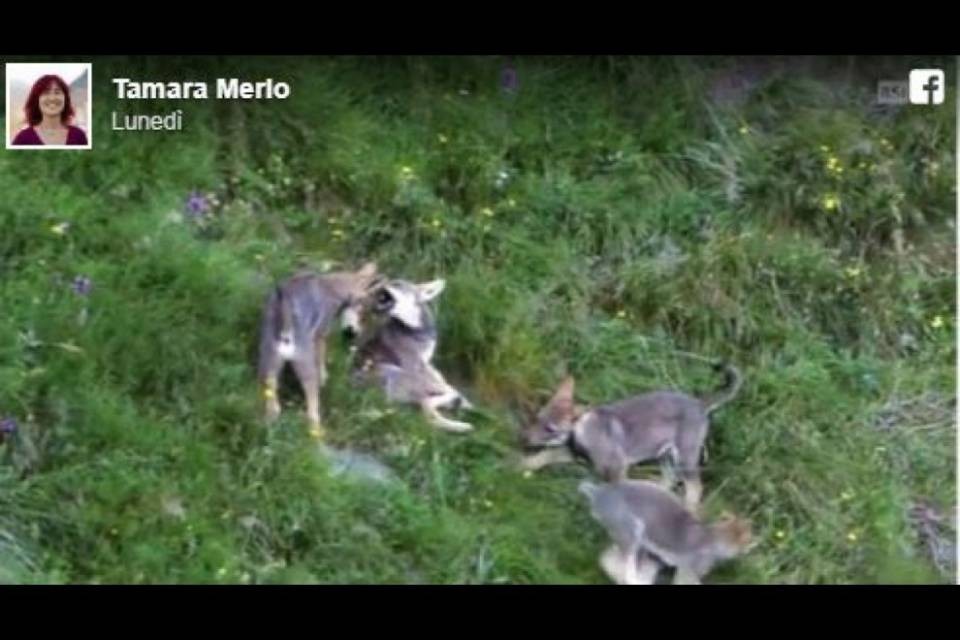 "Il nostro territorio sia un luogo accogliente per i cuccioli di lupo"