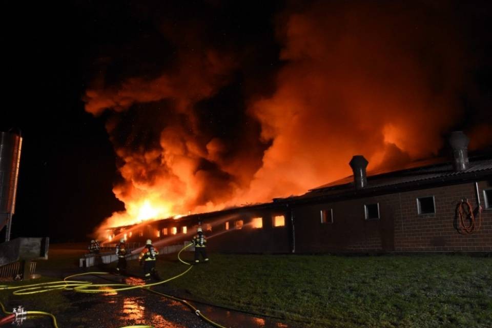 300 suini morti tra le fiamme