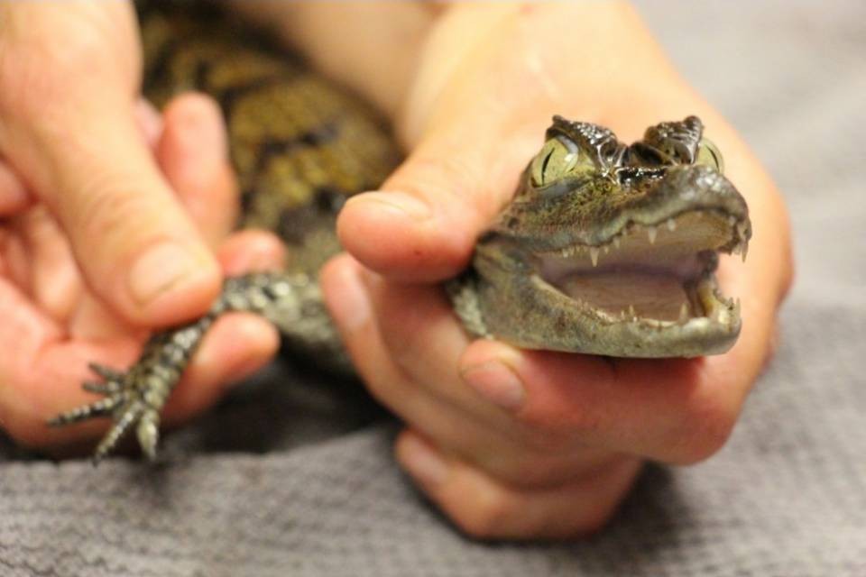 Un piccolo caimano trovato per strada