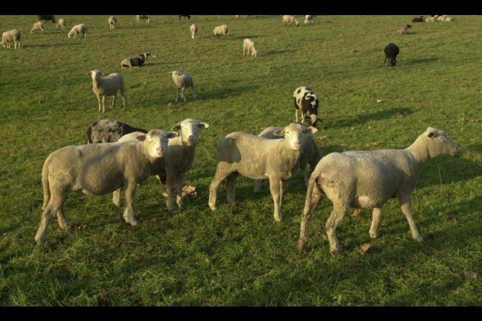Lupo, volpe o orso? È polemica sulle pecore sbranate