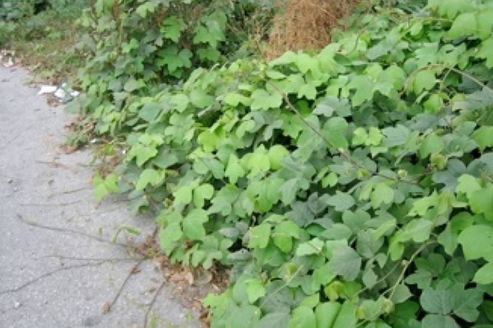 "Il glifosato usato solo contro le neofite invasive"