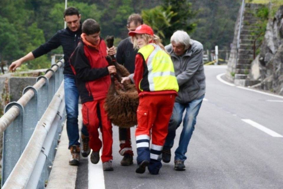 Agnello e pecora salvati dal fiume