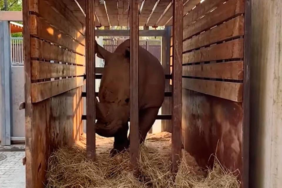 Foto dell’animale durante il suo trasporto dallo zoo di Zurigo