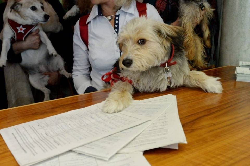 Apre il dog park di Pregassona