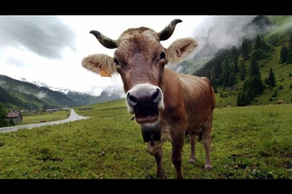 Tre donne attaccate da una mucca nutrice sullo Julier