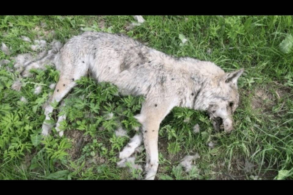 Grandi predatori, terzo giovane lupo trovato morto a Trin