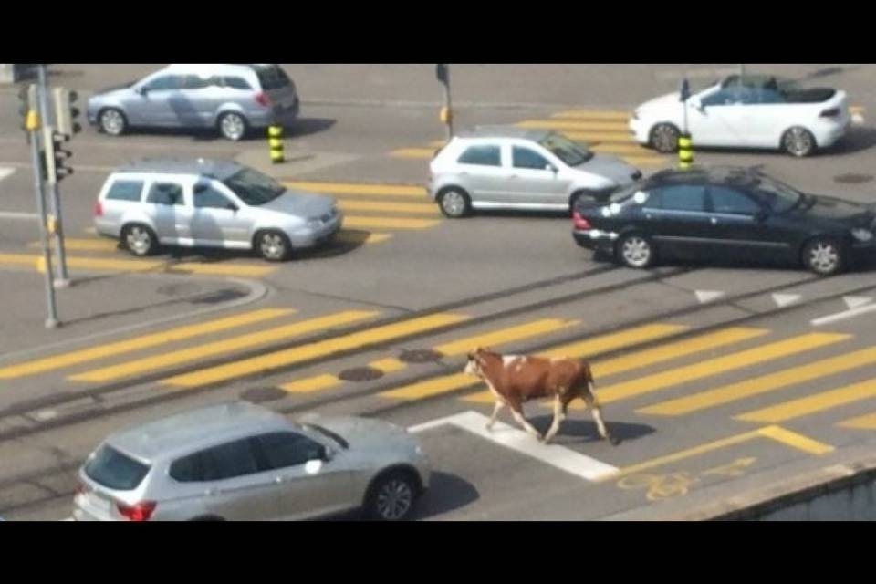 Zurigo: torello ucciso in città