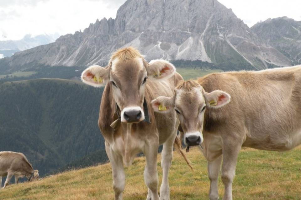 La cultura alimentare alpina si candida a patrimonio Unesco