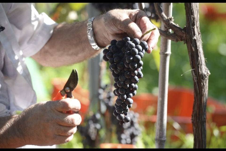 Vino, frutta e latte trainano l'agricoltura