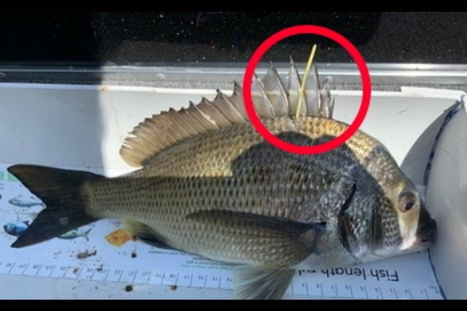 Australia: se peschi il pesce d'oro vinci 10'000 dollari