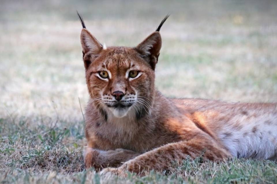 Lince sangallese rilasciata in Germania per ripopolamento