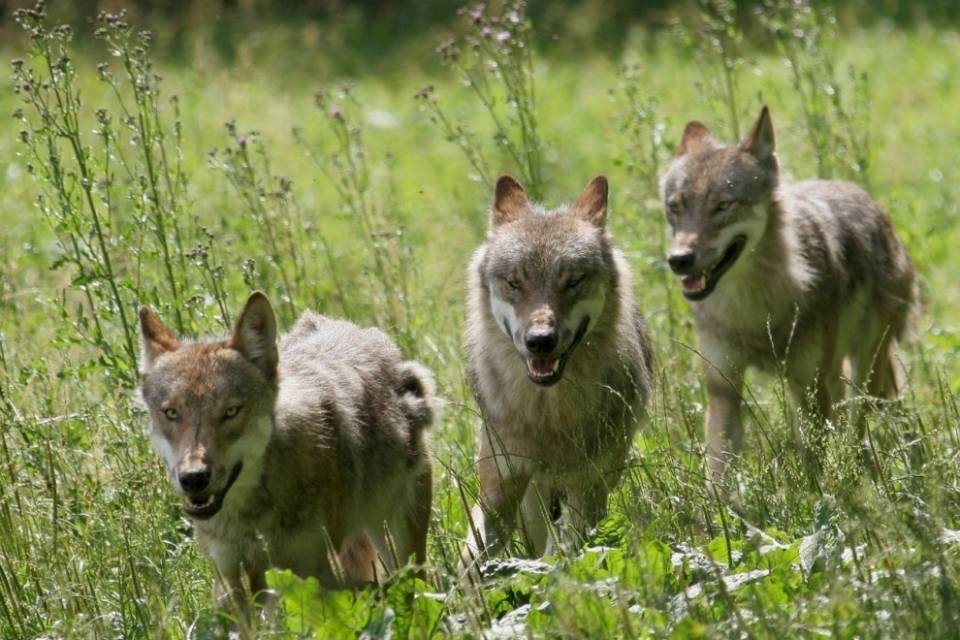 Già 22 lupi in Ticino: "Ma nessun rischio per l'uomo"