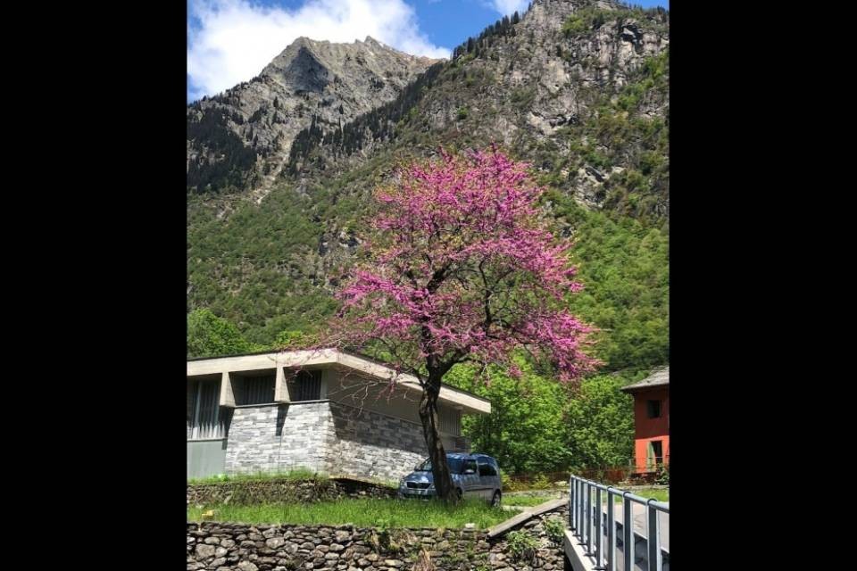 Peccia, abbattuto l'albero di Giuda