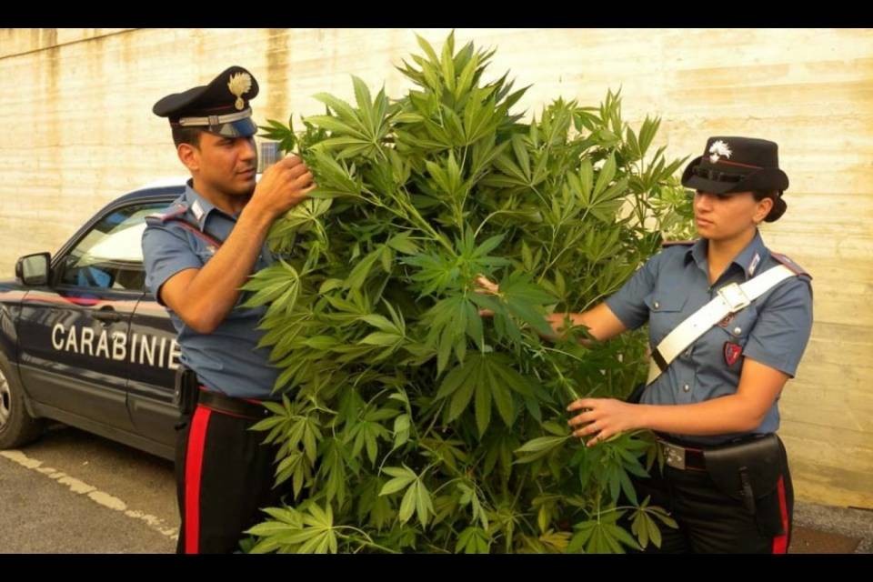 "Sono un ricercatore!", arrestato coltivatore di canapa