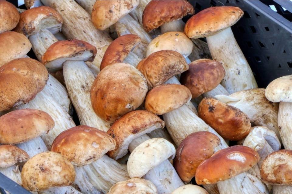 400 franchi di multa per 10 kg di funghi