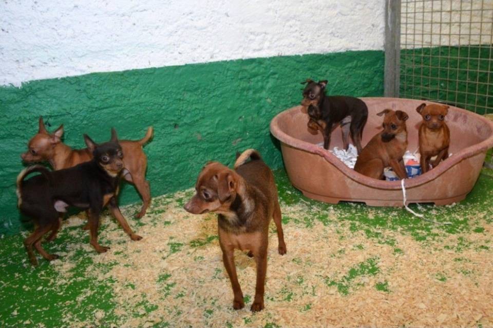 "Sarebbero stati venduti come regali di Natale"