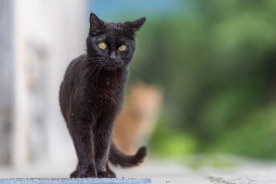 I gatti vanno castrati