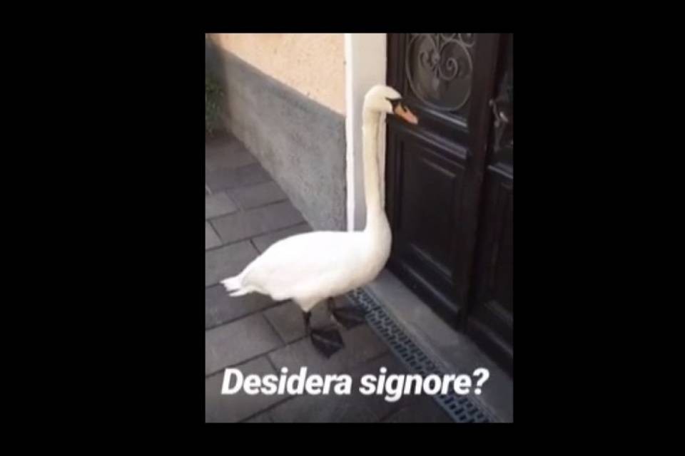 Un cigno al ristorante stellato