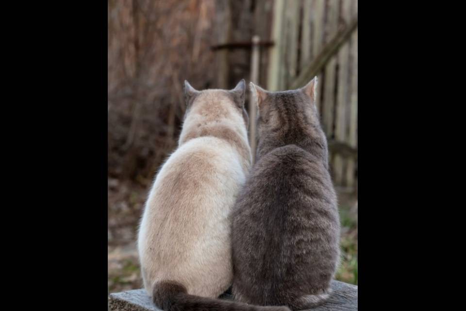 Può tenere solo 6 gatti: "40 sono troppi"