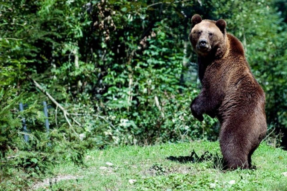 L'orso avvistato ancora nei Grigioni