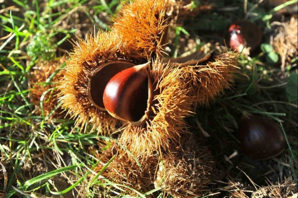 Castagne, "poche e piccole"