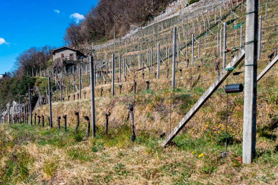 Foto CdT/ Chiara Zocchetti