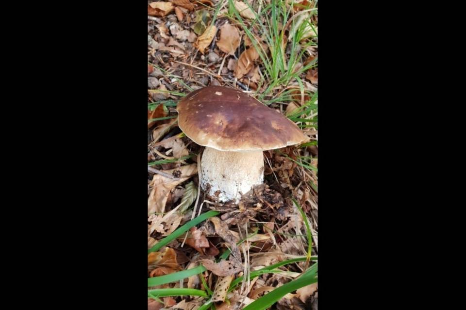 L'UDC vuole una tassa per i 'fungiatt frontalieri'