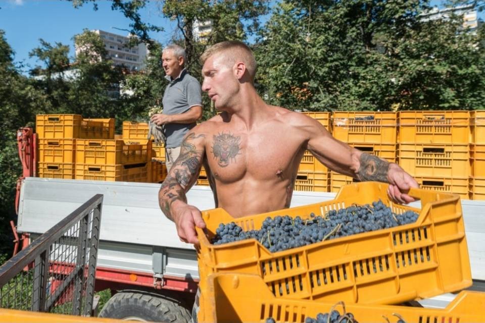 In Ticino una vendemmia da 23,2 milioni
