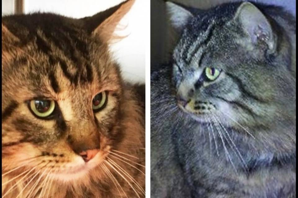 Ritrovati due gatti norvegesi