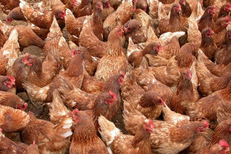 Galline malate in Ticino: "Nessun pericolo"
