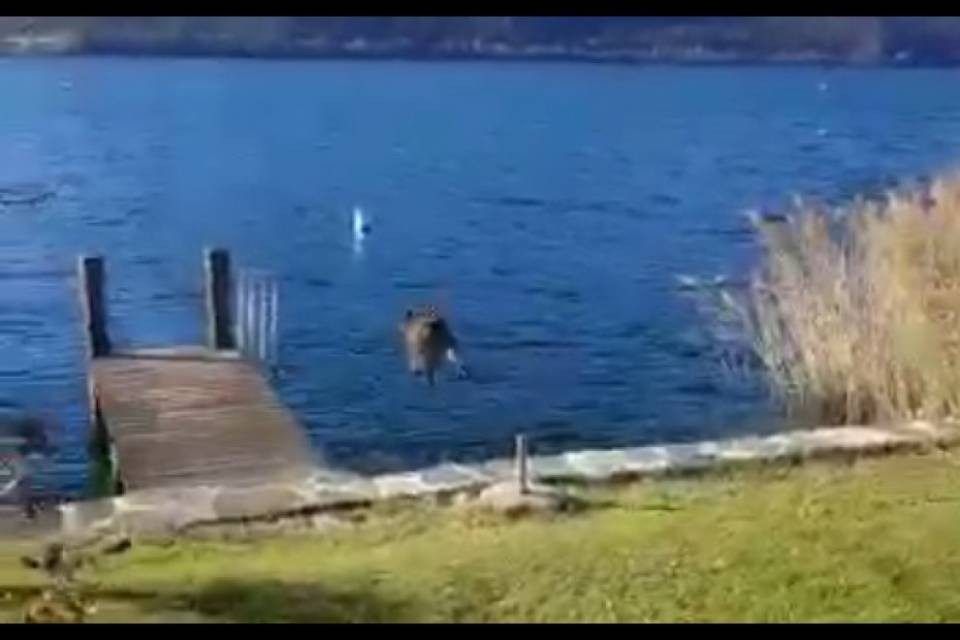 Cinghiale tuffatore a Brissago