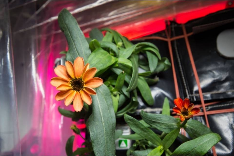 Raccolto il primo mazzo di fiori spaziale