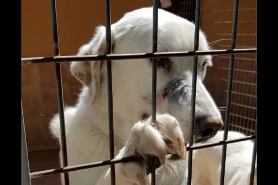 Protezione degli animali, associazione ticinese agli onori