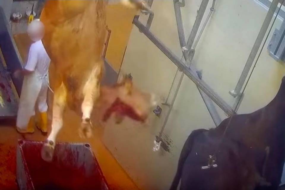 Il Veterinario cantonale denuncia il macello di Martigny
