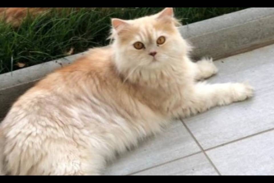 Morbio Inferiore, smarrito il gatto Evaristo