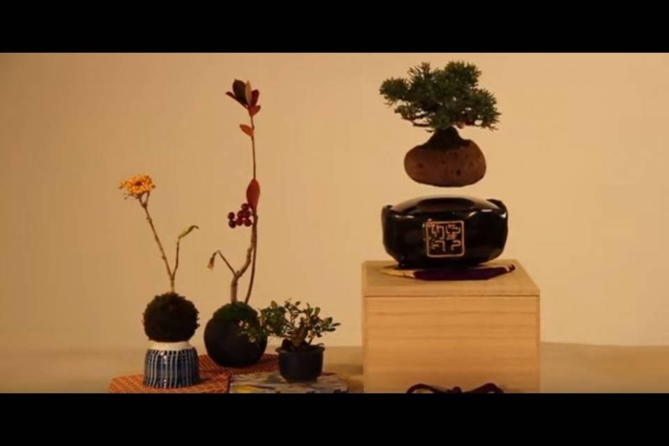 Ecco il bonsai che fluttua