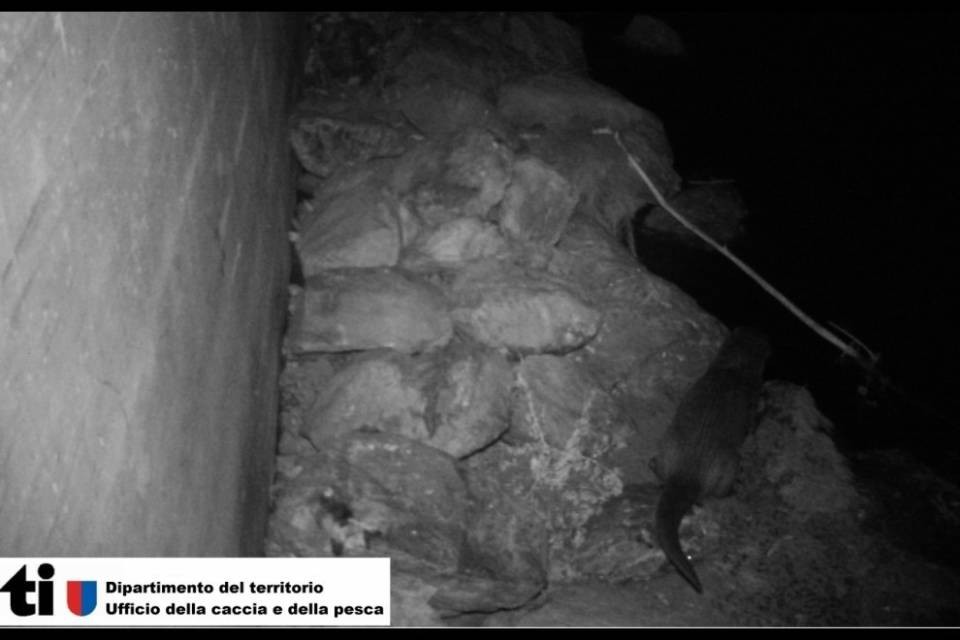 Torna la lontra in Ticino, data per estinta negli anni '60